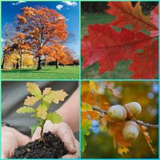 Northern red oak for sale  Bowmansville