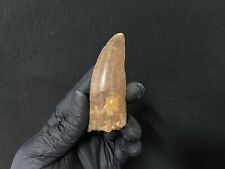 Dent fossile dinosaure d'occasion  Aiglun