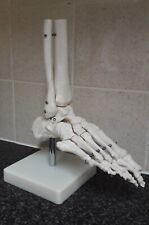 Anatomical skeleton human for sale  SHEFFIELD