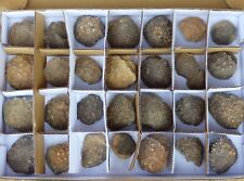 Bulk lot fossil for sale  CIRENCESTER