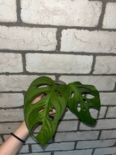 Talee monstera adansonii usato  Roma