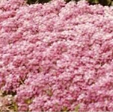 Sweet alyssum pink for sale  CHIGWELL