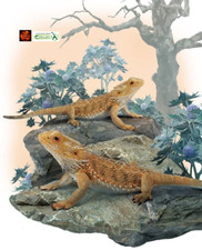 Bearded dragon lizard d'occasion  Expédié en Belgium
