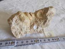 Fossile.moulage interne.gasrop d'occasion  Sainte-Maxime
