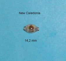 Cypraea ursellus new d'occasion  Sanary-sur-Mer