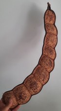 Curiosité taxidermie coquilla d'occasion  Montpellier-