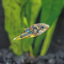 Dwarf pea puffer for sale  Ruskin