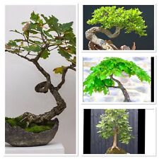 Ancient english oak for sale  CAERNARFON