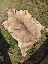 Greater kudu skin for sale  CARLUKE