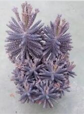 Rare mother millions for sale  UK