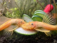 Young adult male for sale  San Jose