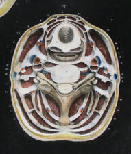 1866 anatomia umana usato  Urbino