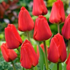 Red tulips apeldoorn for sale  MELTON MOWBRAY