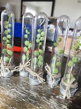 Tall terrarium string for sale  Chula Vista