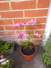 Cosmos apollo love for sale  SOUTHAMPTON