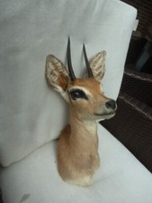 Dikdiks antilope namibia gebraucht kaufen  Wietmarschen