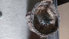 weinballon 25l gebraucht kaufen weinballon 25l gebraucht kaufen Nüdlingen