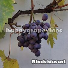 Black muscat grapevines for sale  RADLETT