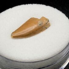 Majungasaurus dino tooth for sale  Palm Harbor