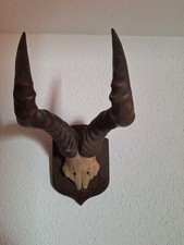 Geweih gehörn schädeltrophä gebraucht kaufen  Niederkassel