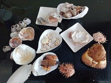 Lot coquillages balanes d'occasion  Marseille IX