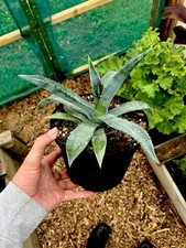 Agave americana century for sale  BUDE