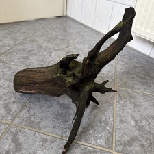 Aquarium wurzel mangroven gebraucht kaufen  Maintal