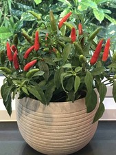 Pepper hot quickfire for sale  KEIGHLEY