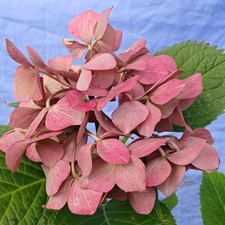 Hydrangea macrophylla pink.50 for sale  BROMLEY