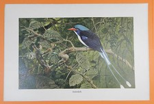 Eisvogel nymphenliest tanysipt gebraucht kaufen  Lauenburg/ Elbe