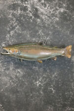 Salmon taxidermy mount for sale  Wrightstown