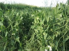 Keystone winter pea for sale  Odessa