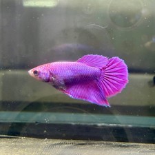Purple pink dragon for sale  Huntington Beach
