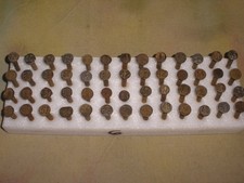 Railroad date nails for sale  Downingtown