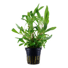 Hygrophila siamensis tropica for sale  MANSFIELD