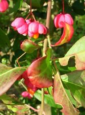 4ft spindle tree for sale 4ft spindle tree for sale  WEST MALLING