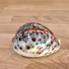 Leopard cowrie shell for sale  GLOUCESTER
