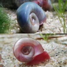 Ramshorn snails assorted for sale  Mount Morris