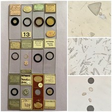 Antique group diatom for sale  LANCING