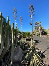 Agave americana samen gebraucht kaufen  Weinböhla