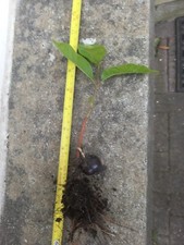 Bare rooted young for sale  LLANELLI