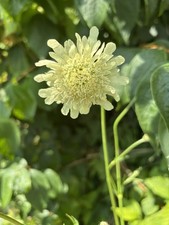 Cephalaria gigantea. giant for sale  ALDERSHOT