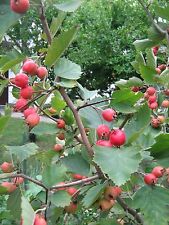8-SEMI DI AZZERUOLO ROSSO - Crataegus azarolus "Mela     comprar usado  Enviando para Brazil