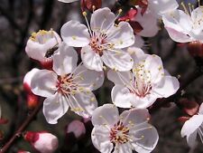 Mandchurian apricot prunus for sale  Elko