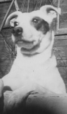 Adorable jack russell for sale  Mission
