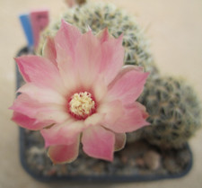 Kaktus sulcorebutia breviflora gebraucht kaufen  Deutschland