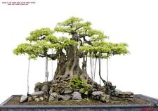 Bansai strangler fig for sale  SUTTON COLDFIELD