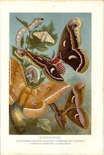 Stampa antica farfalle usato  Lecco