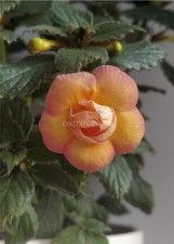Achimenes tropicana pflanzen gebraucht kaufen  Worms