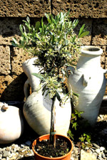 Livenbaum lea europea gebraucht kaufen  Herzebrock-Clarholz